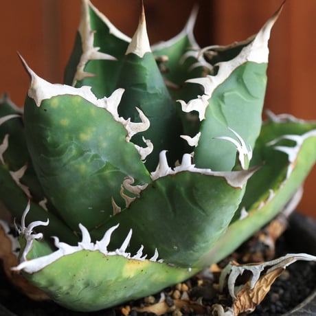 Agave　チタノータ　ホワイトシャーク（選抜）