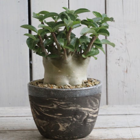 CATEGORY コーデックス | hanayoshi-botanical