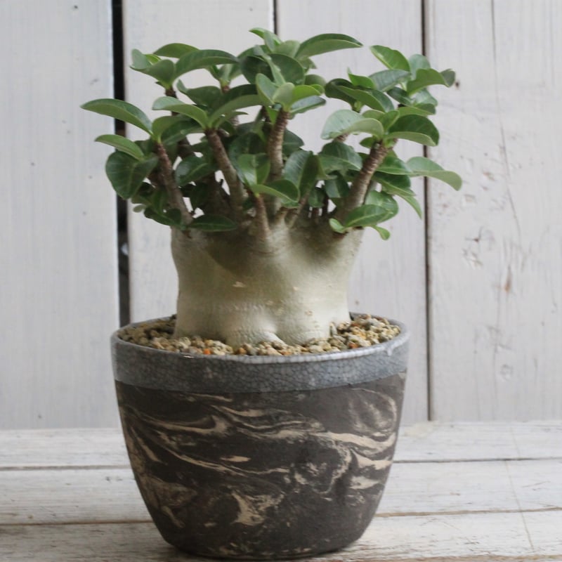 アデニウム 小型アラビカム Hanayoshi-botanicalオリジナル