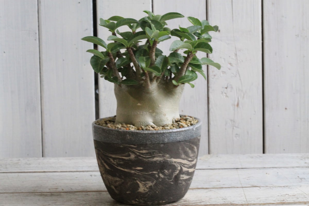 アデニウムアラビカム TOKY鉢仕立て アデニウムアラビカム TOKY鉢仕立て - メルカリ