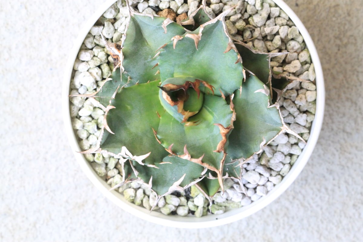 アガベ チタノタ ソーラーエクリプス | hanayoshi-botanical