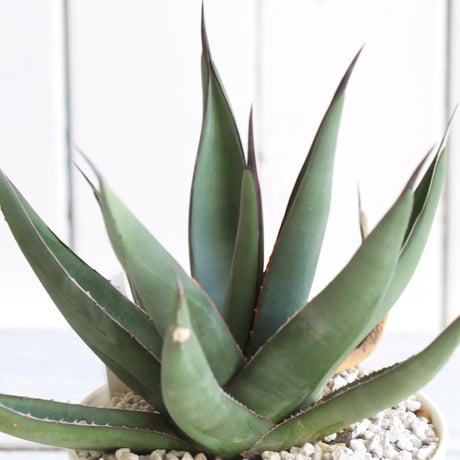 Agave　シャークスキン