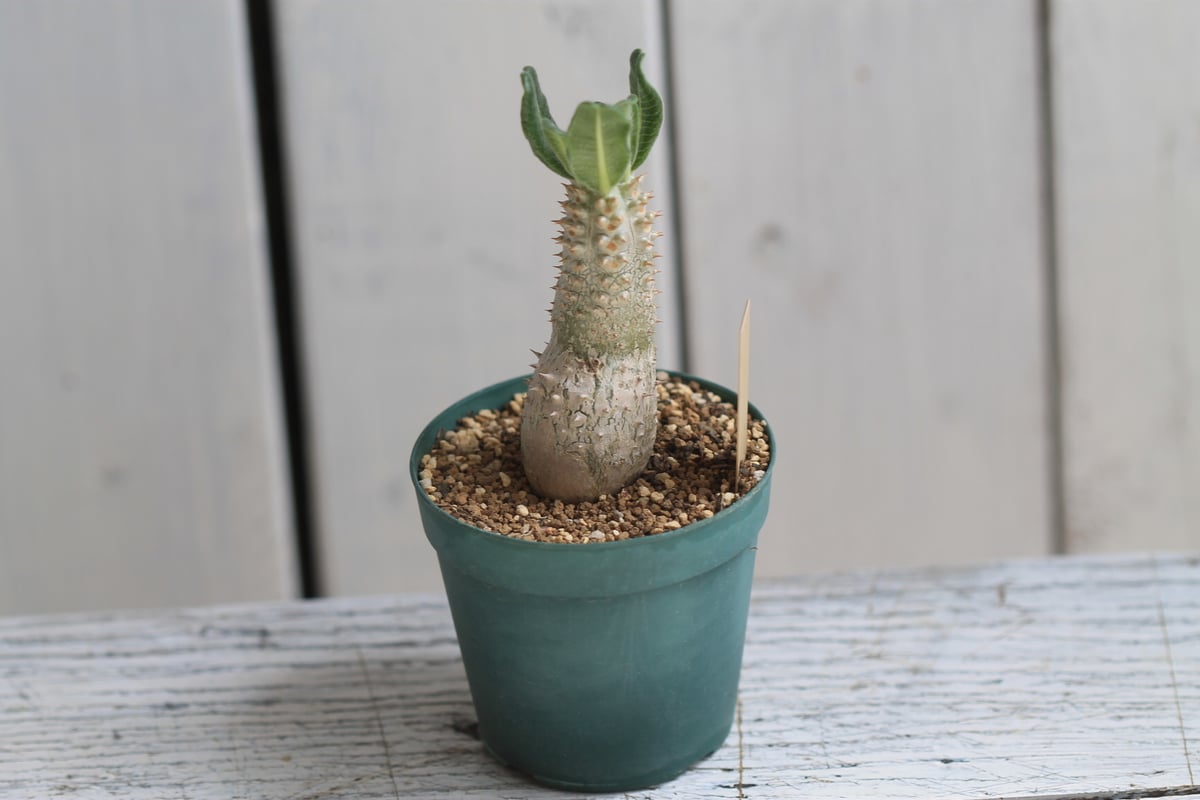 実生　パキポディウム　タッキー パキポディウム タッキー | hanayoshi-botanical