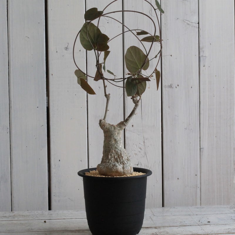 アデニア スタイローサ | hanayoshi-botanical