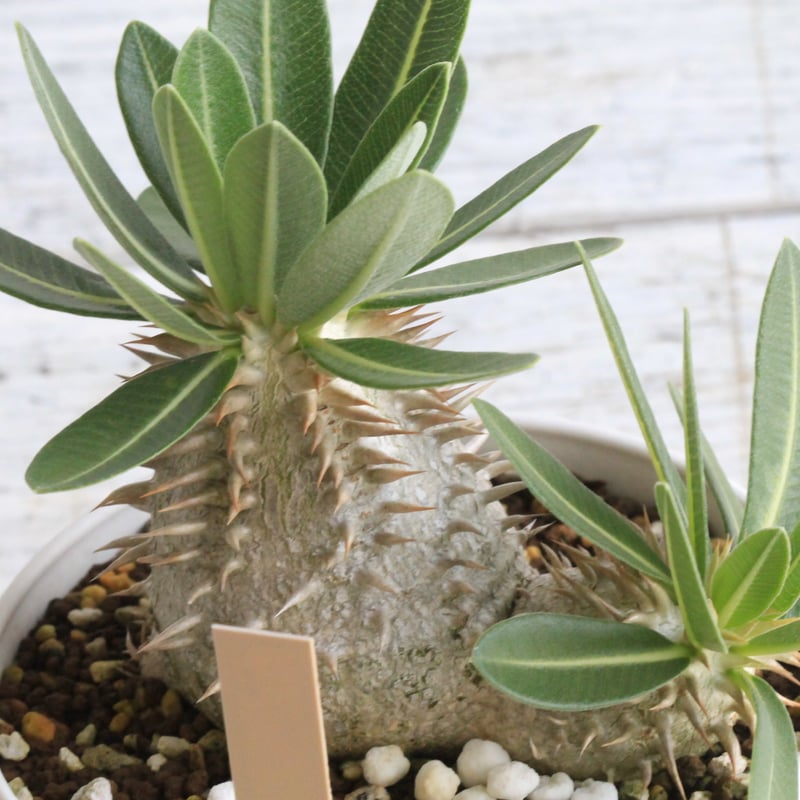 パキポディウム レウコキサンツム×タッキー② | hanayoshi-botanical