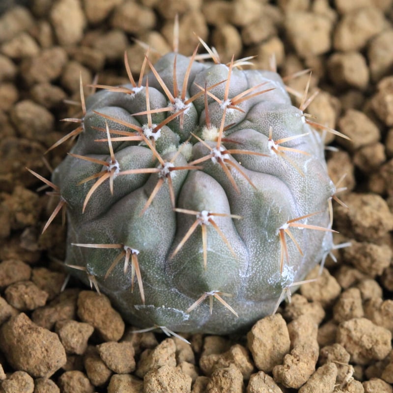 コピアポア コルムナ アルバ（実生） | hanayoshi-botanical