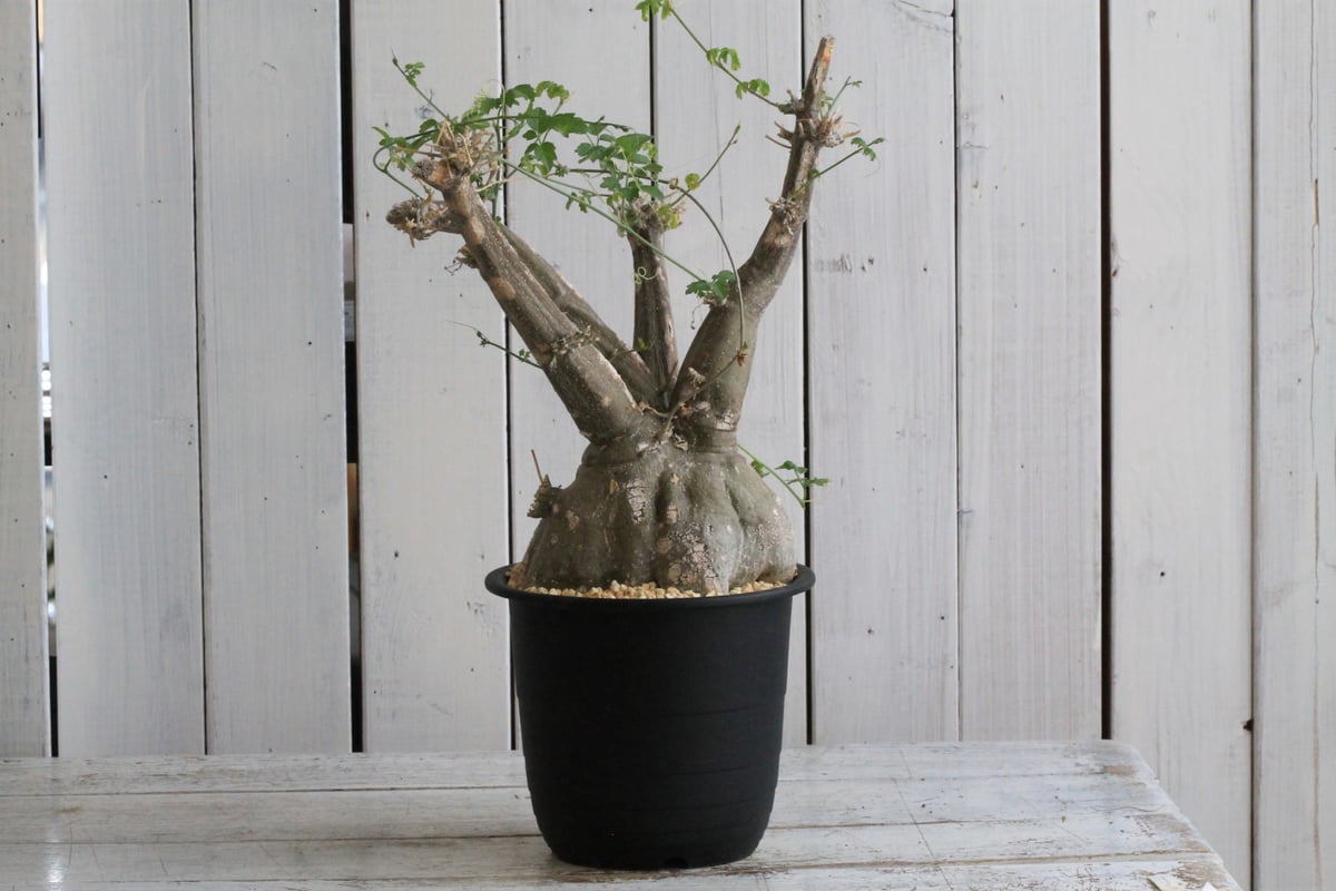 モモルディカ ロストラータ | hanayoshi-botanical