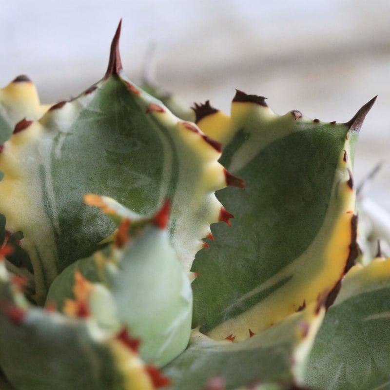 Agave 王妃カブトガニ錦 | hanayoshi-botanical
