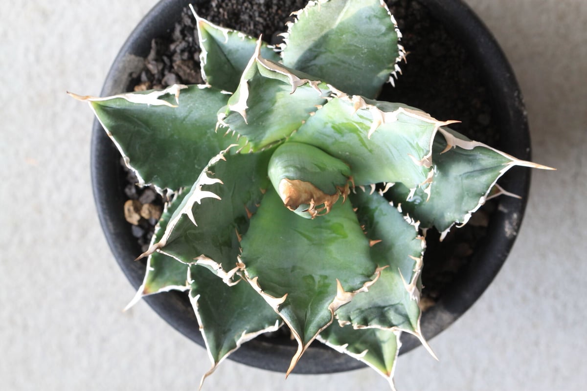 アガベ　チタノタ　ハデス(親株サイズ‼︎) アガベ チタノタ ハデス(親株サイズ‼︎) 【公式通販】