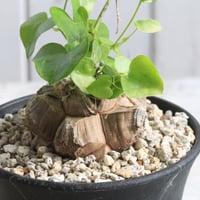 パキポディウム レウコキサンツム×タッキー① | hanayoshi-botanical