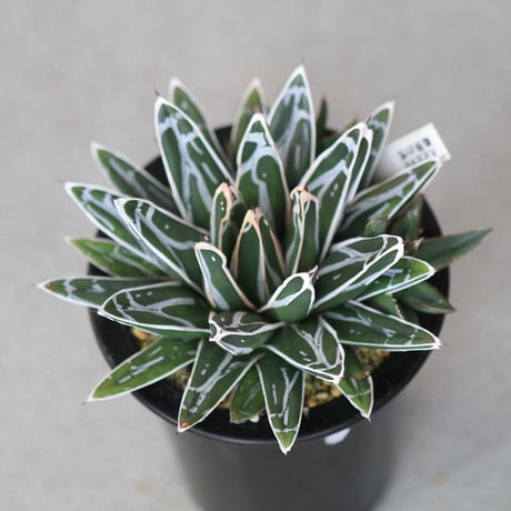 agave victoriae-reginae 姫笹の雪