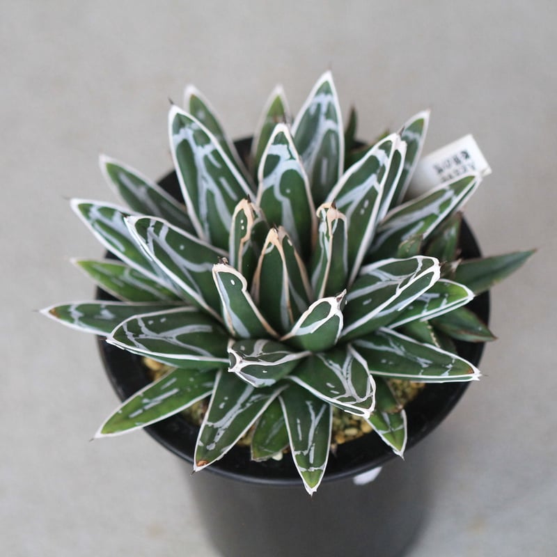 ⑨アガベ笹の雪 victoriaereginae アガベ 笹の雪 / Agave victoriae-reginae | Ducks ( pla