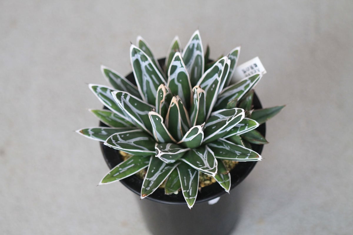 agave victoriae-reginae 姫笹の雪 | hanayoshi-botanical