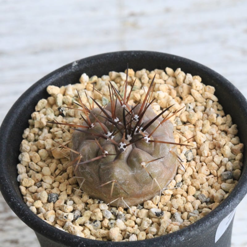 コピアポア シネレア 黒王丸 実生 ③