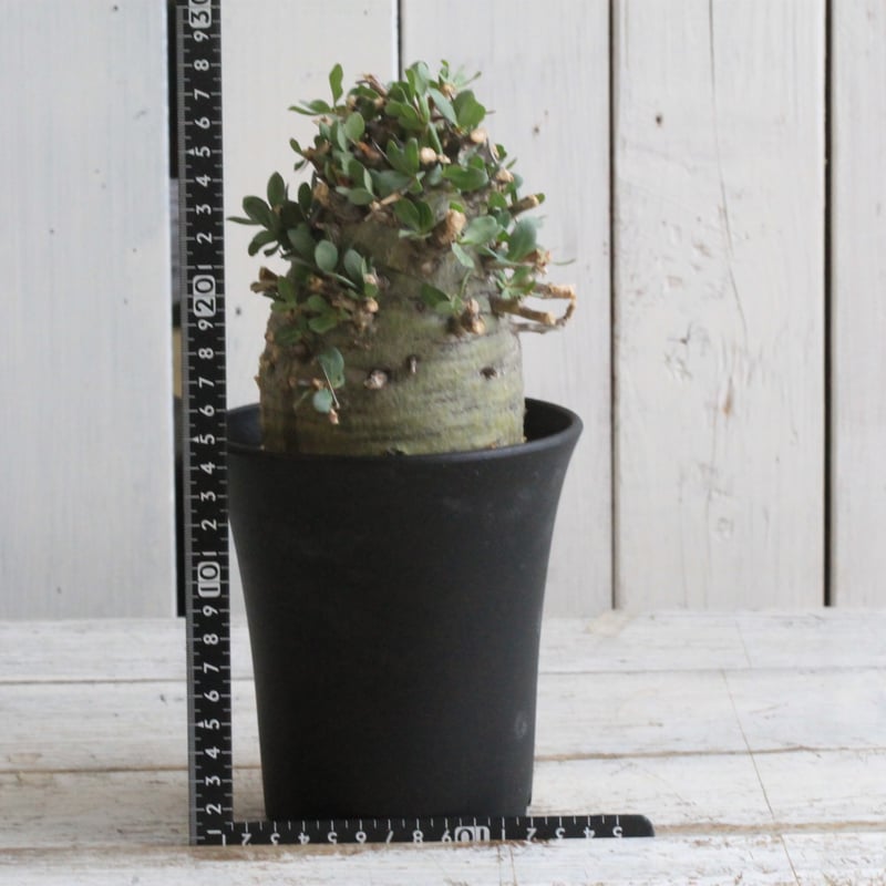 フォークイエリア コルムナリス 観峰玉 現地球 | hanayoshi-botanical