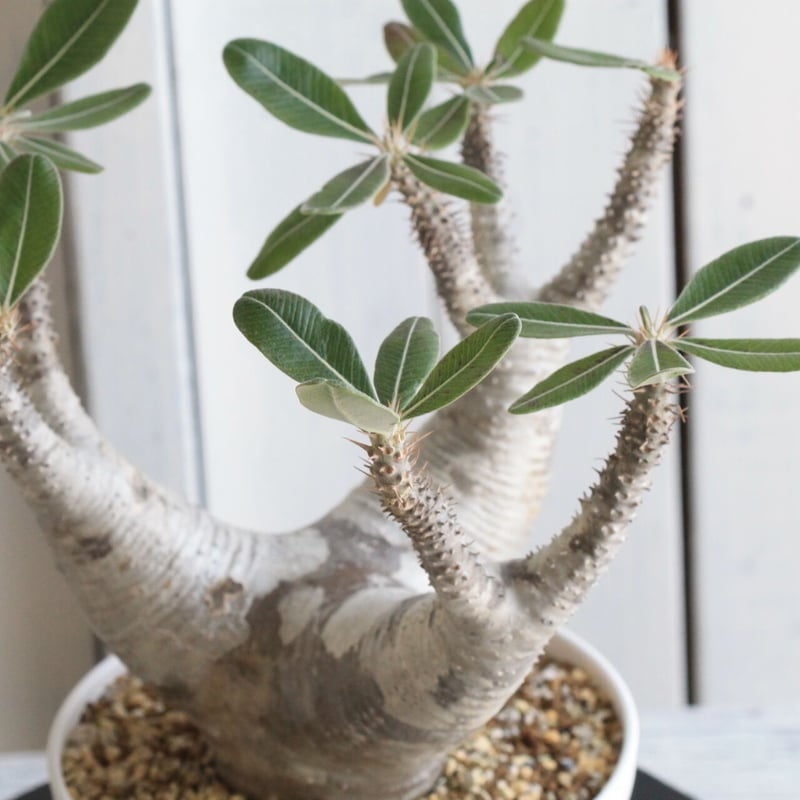 パキポディウム カクチペス | hanayoshi-botanical