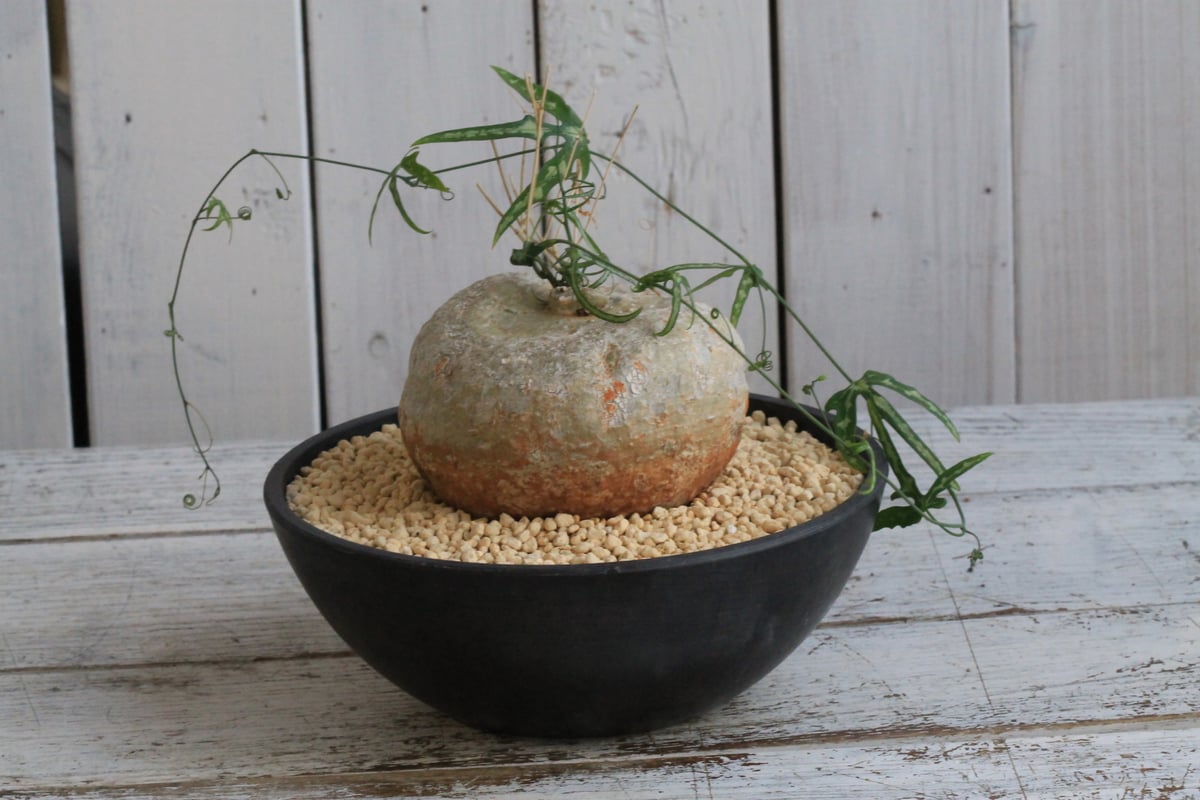 アデニア キルキー　鉢ごと発送 fit=scale-down,w=1200