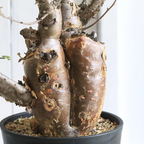 Bursera ファガロイデス