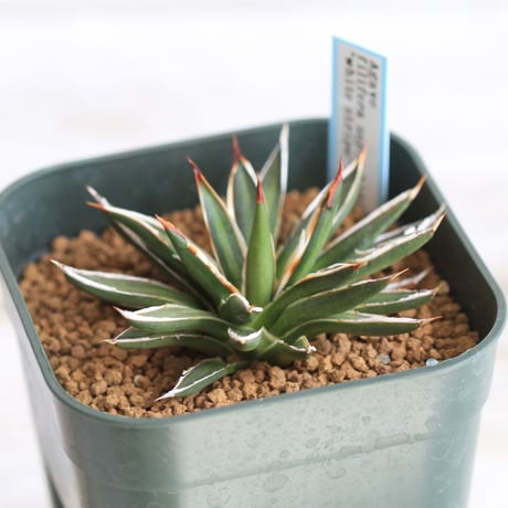 Agave filifera ssp .schidigera "white stripe'