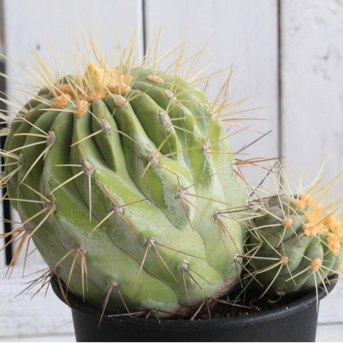 コピアポアギガンティア　現地株 fit=scale-down,w=1200