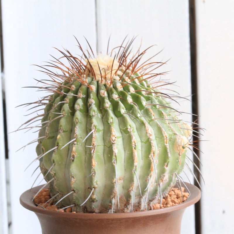 現地球 大株コピアポア ギガンティア Copiapoa 鉢ごと発送 現地球 大株コピアポア ギガンティア Copiapoa 鉢ごと発送