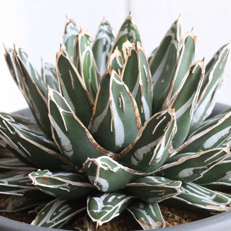 アガベ 爪白姫笹の雪 | hanayoshi-botanical