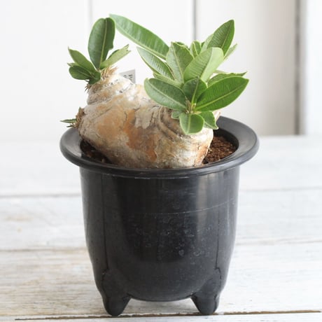 pachypodium エブレネウム
