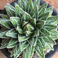 アガベ スノーグロー① | hanayoshi-botanical