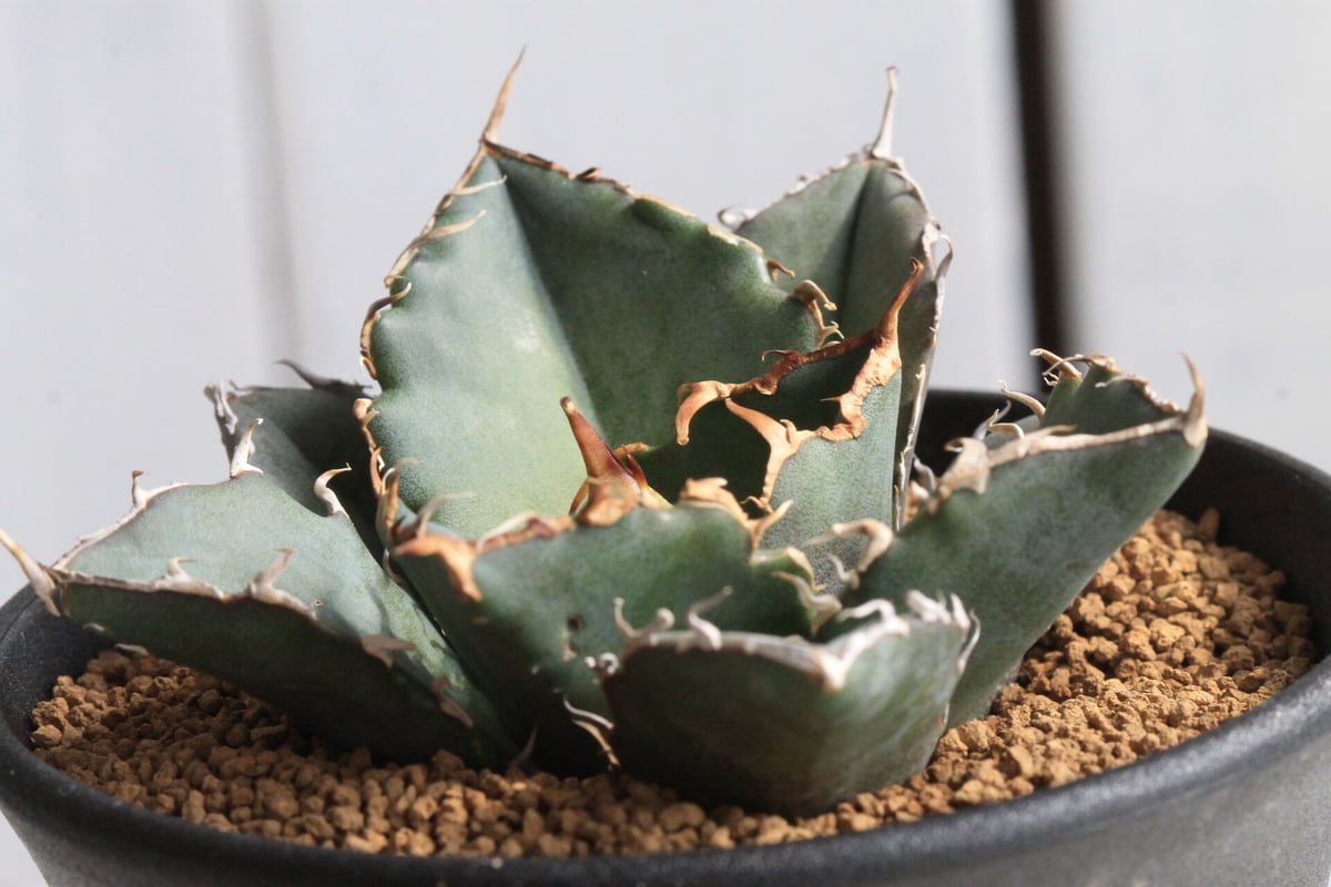 アガベ　翼竜　チタノタ　オテロイ　コレクション株　プテラノドン アガベ 翼竜 チタノタ オテロイ コレクション株 プテラノドン アガベ