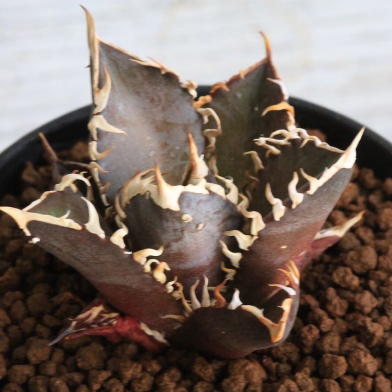 アガベ チタノタ レッドキャットウィーズル 赤猫 | hanayoshi-botanical