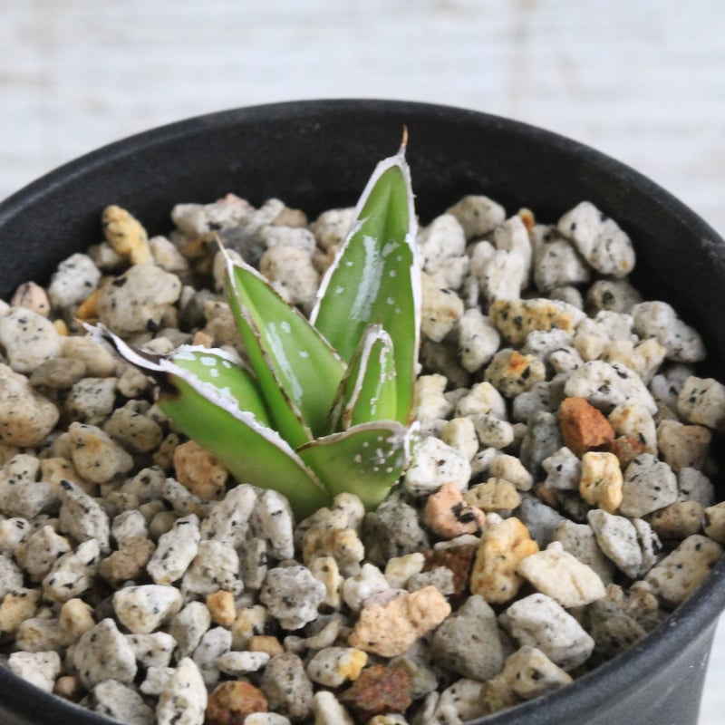 アガベ 特選姫笹の雪 スノーボール① | hanayoshi-botanical