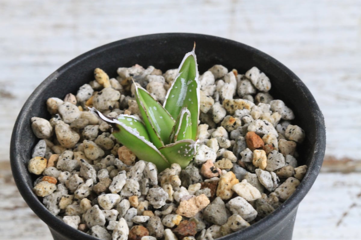 アガベ 特選姫笹の雪 スノーボール① | hanayoshi-botanical