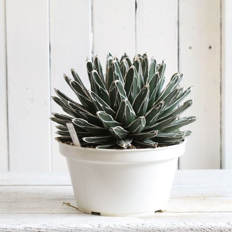 Agave 特選笹の雪