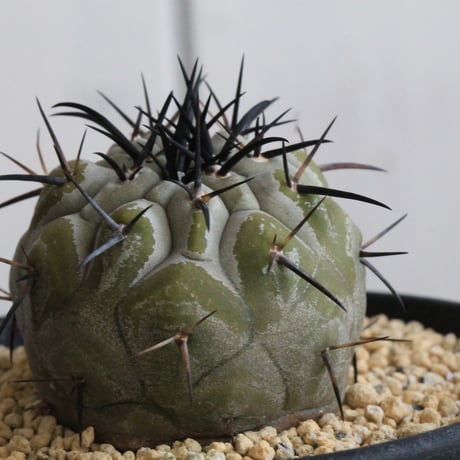 コピアポア　シネレア　黒王丸　実生③