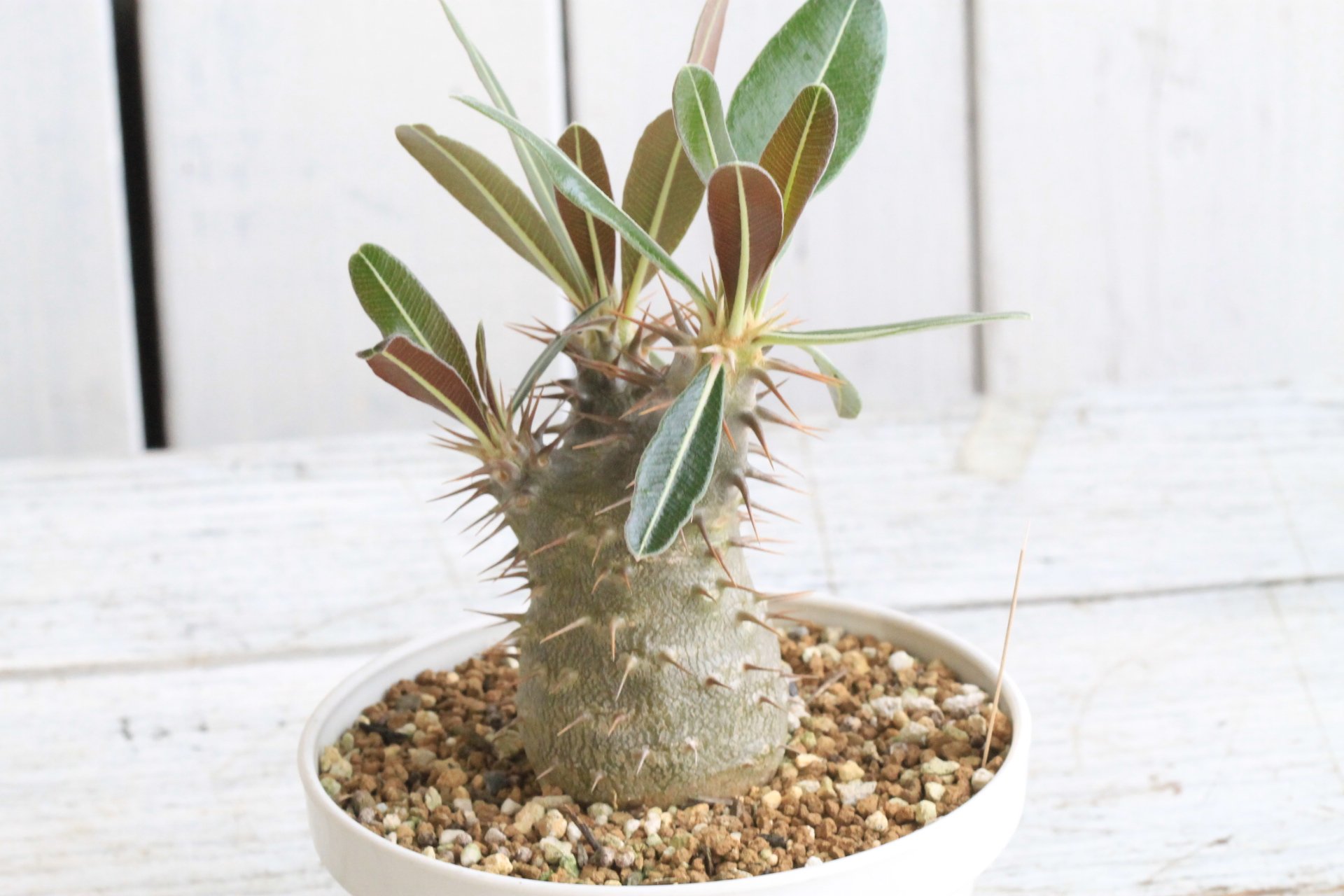パキポディウム カクチペス 11頭 実生 パキポディウム カクチペス 実生 ① | hanayoshi-botanical