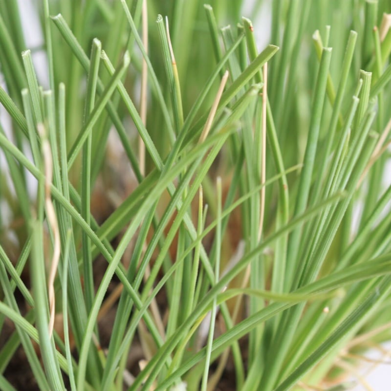 そらそう　カリバナス　フーケリー fit=scale-down,w=1200