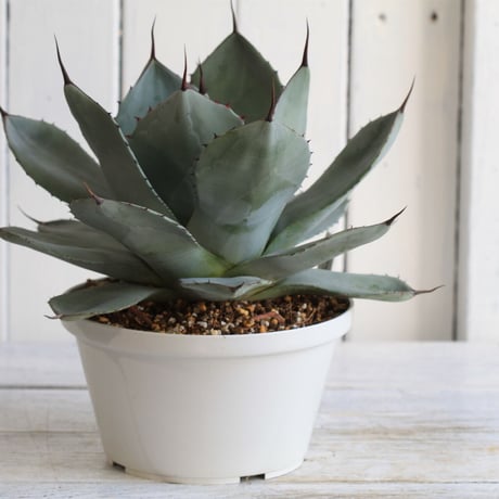 Agave パリー・トルンカータ