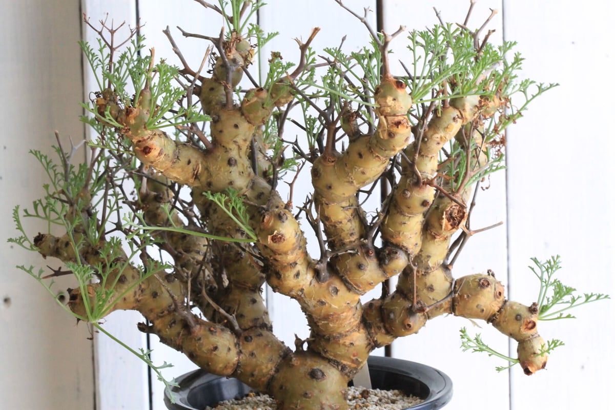 ペラルゴニウム クリズミフォリウム | hanayoshi-botanical