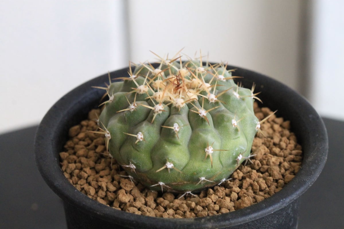 コピアポア コルムナ アルバ（実生） | hanayoshi-botanical