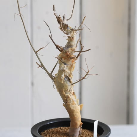 Commiphora holtziana　ホルトジアナ