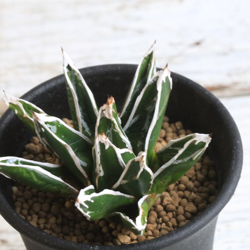 アガベ 特選笹の雪（OW-1） | hanayoshi-botanical