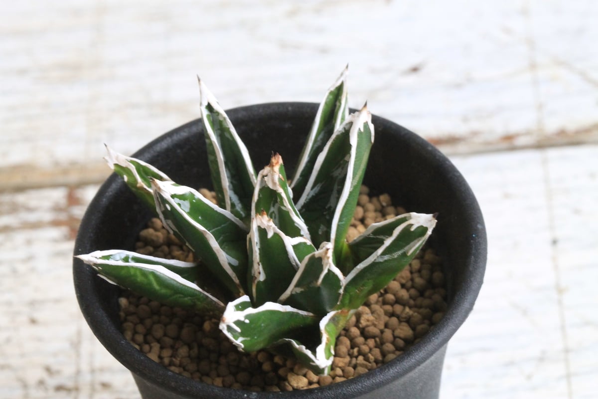 アガベ　笹の雪 アガベ 笹の雪 4 Agave victoriae reginae 子株3付 | My-Fav