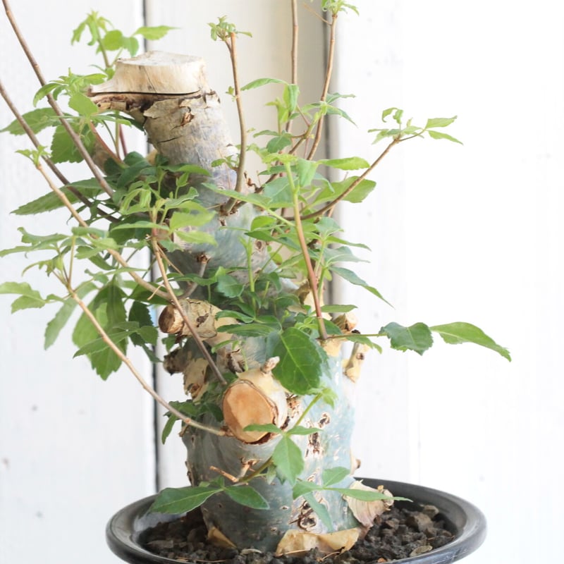 コミフォラ カタフ ターカネンシス | hanayoshi-botanical