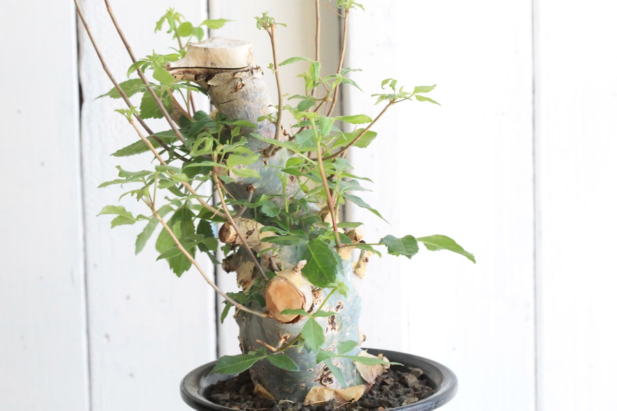 コミフォラ カタフ ターカネンシス | hanayoshi-botanical