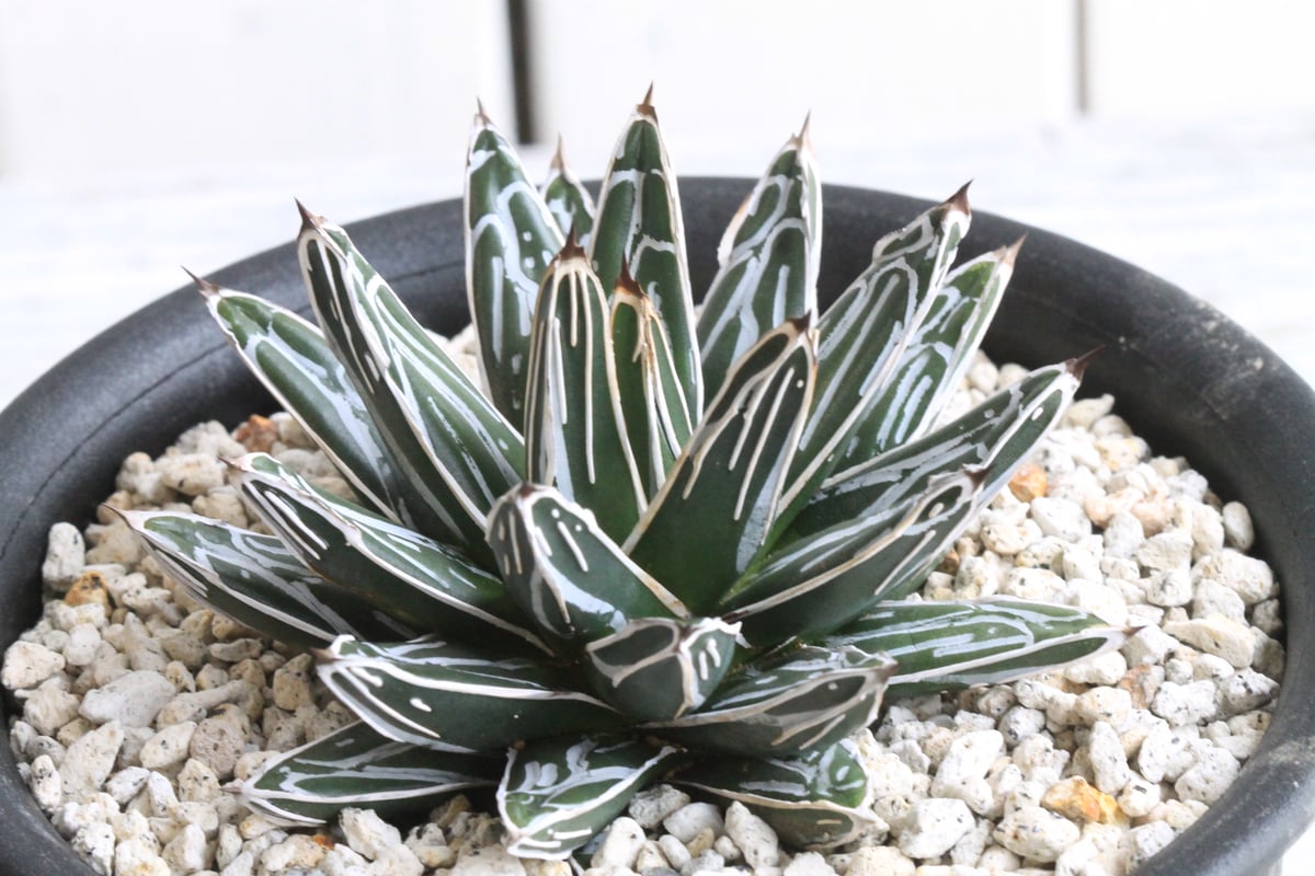 アガベ　笹の雪 アガベ 笹の雪錦 | hanayoshi-botanical