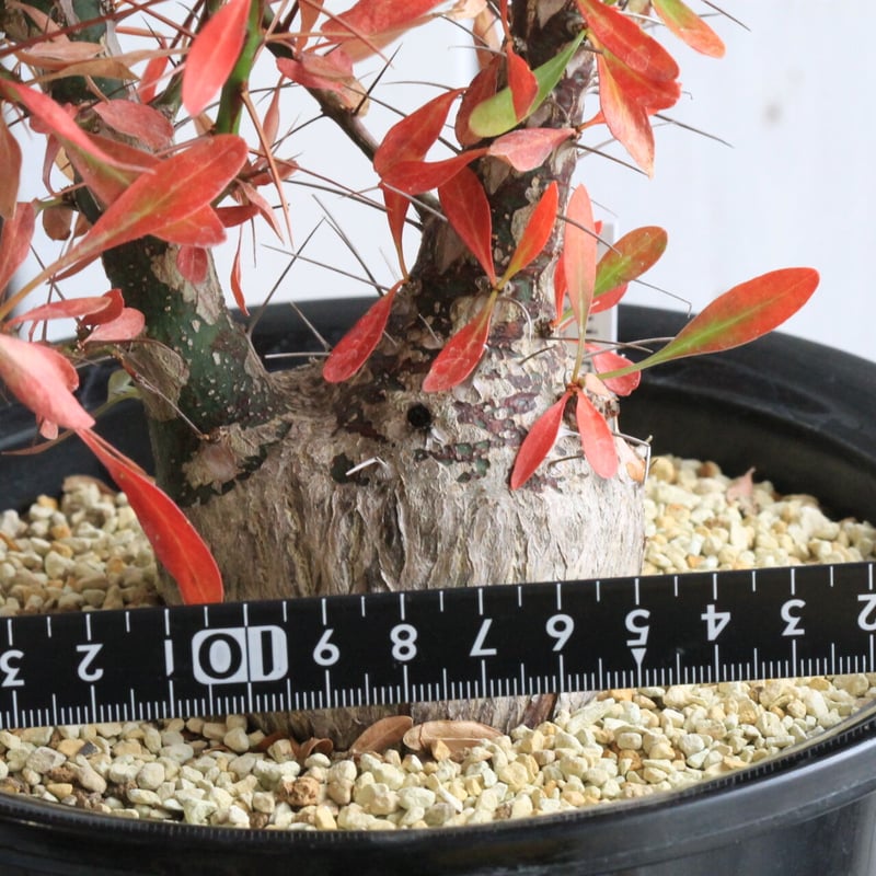 フォークイエリア ファシクラータ | hanayoshi-botanical