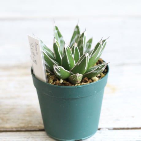 Agave 児玉笹の雪