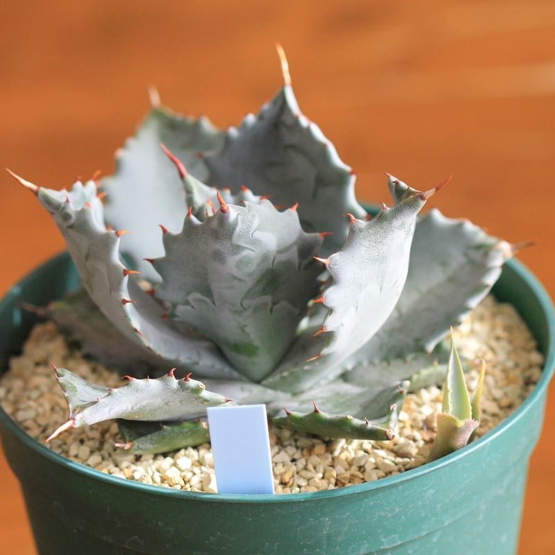 agave isthmensis アガベ イスツメンシス | hanayoshi-botanical