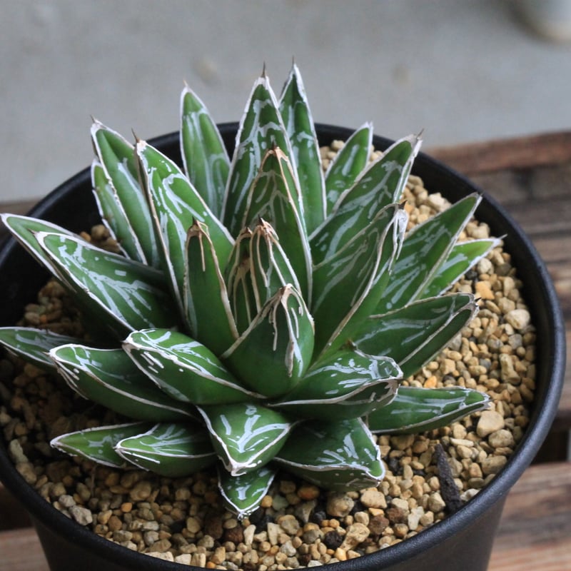 アガベ 笹の雪 NO-03② | hanayoshi-botanical