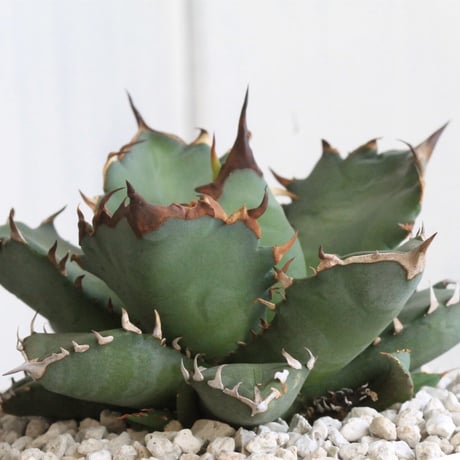 アガベ　チタノタ　NO.1